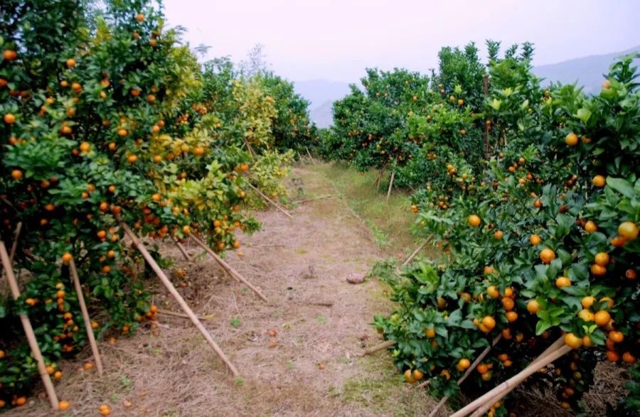 初心不变，创新不已，这些西江人才用实干圆梦想！快来看看他们的故事吧！