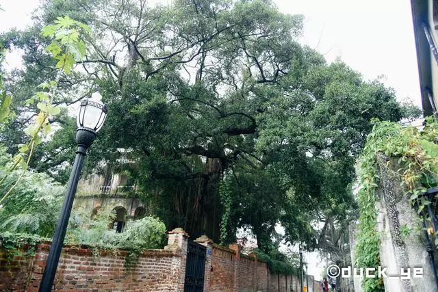 鼓浪屿三个必打卡的景点,鼓浪屿5大景点攻略