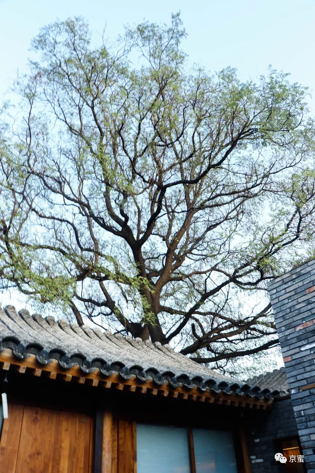 这家隐藏在胡同里的民宿不简单!邓伦都来打卡,你想住吗?,福利