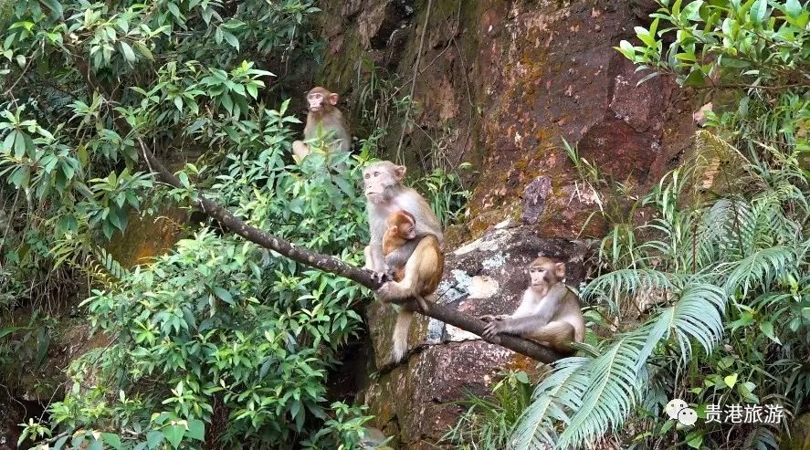 推荐|七彩天梯、野生猕猴、汽车露营……贵港龙潭国家森林公园与你不见不散