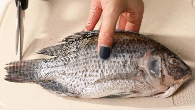 硬度70以上的菜刀推荐,锋利硬核菜刀价格表