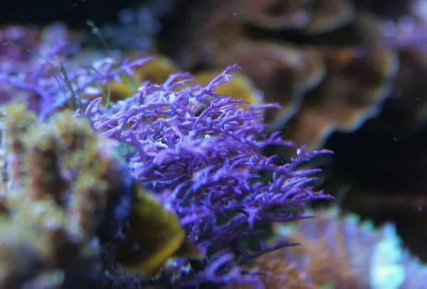 这是人家十年前的缸？我这些年瞎玩了……