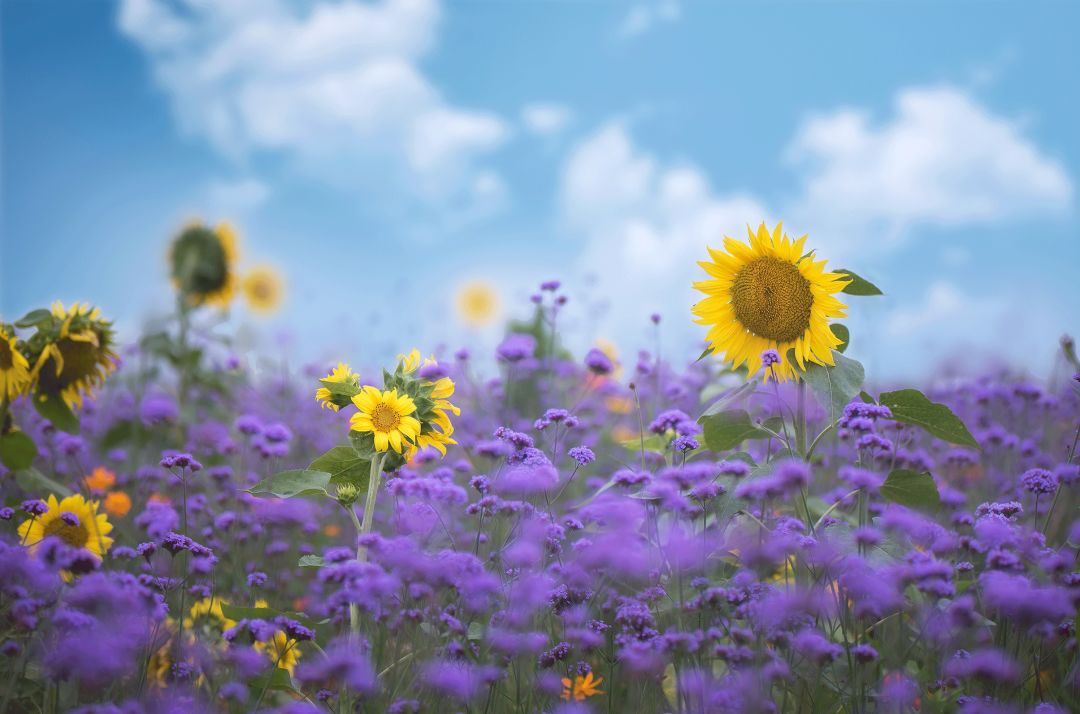无奋斗不青春古诗,激励大学生奋斗的古诗词