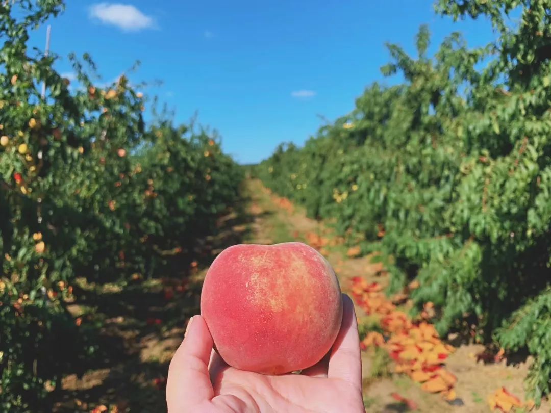 这桃子真甜,比金秋红蜜还好吃的桃子