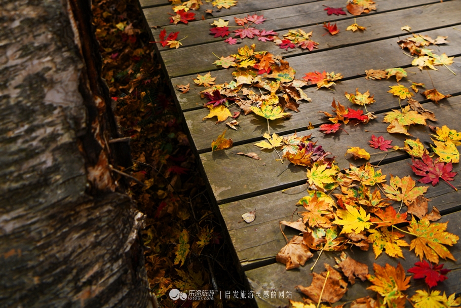 落英缤纷指的是哪个季节,落英缤纷是美景吗