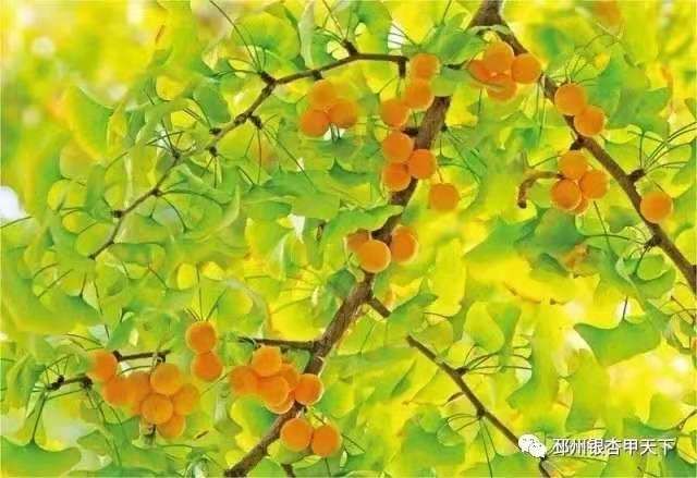 邳州银杏天下第一,邳州赏银杏树叶