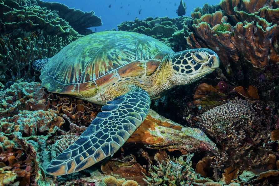 秒杀马代的绝美海岛,海南媲美马代的海岛