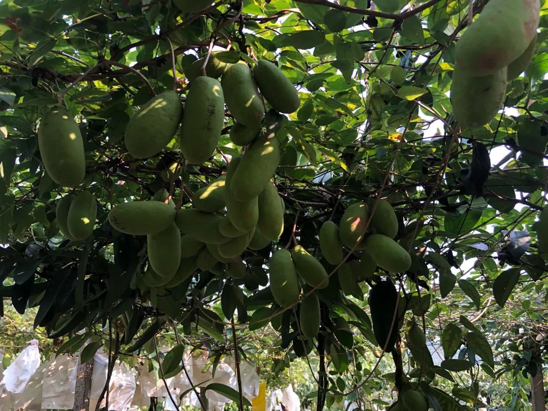 桂林特产野生果,广西桂林冬天山上的野果