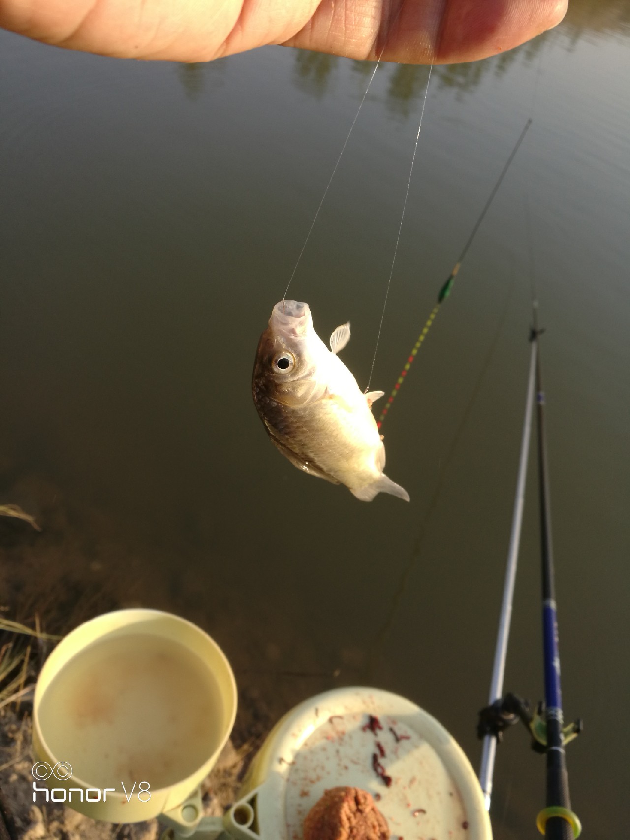 初春野河钓小杂鱼,野钓避杂鱼