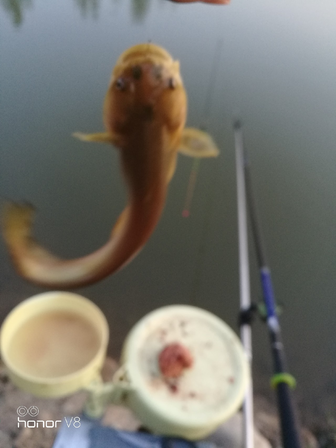 初春野河钓小杂鱼,野钓避杂鱼