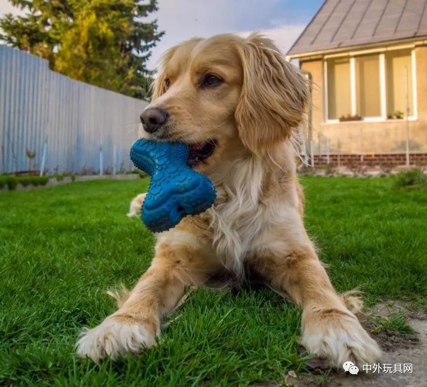 在哪里可以买到狗狗的玩具,狗狗的玩具什么地方有卖的