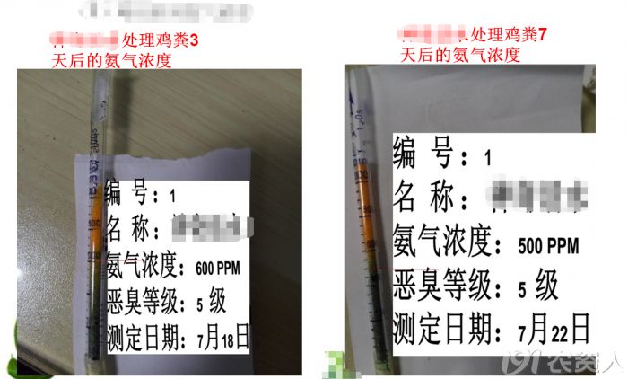 鸡粪为什么不建议使用,鸡粪为什么不能直接使用