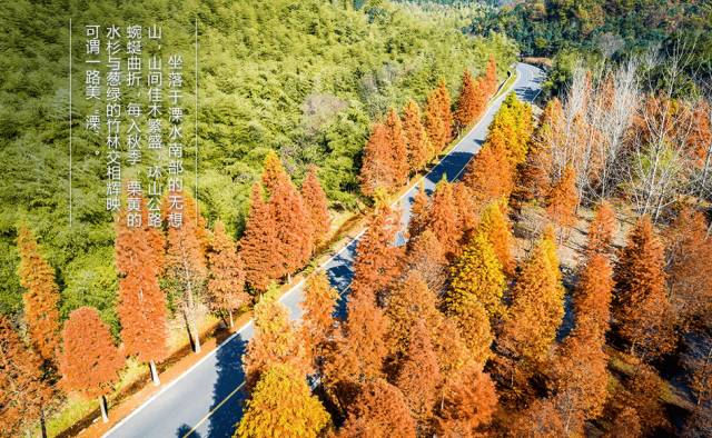 天呐！被南京这些路圈粉！