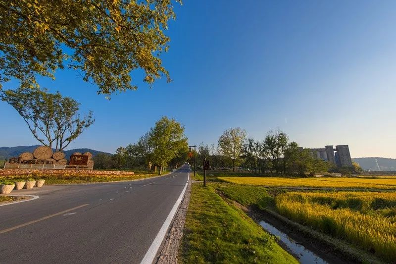 天呐!被南京这些路圈粉!