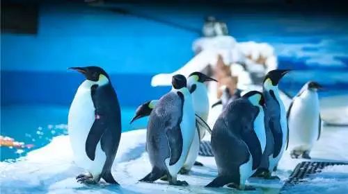 青岛崂山区海底世界门票,青岛海底世界门票单票