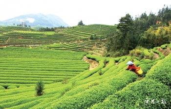 福建省周宁县高山云雾茶,周宁县高山云雾茶