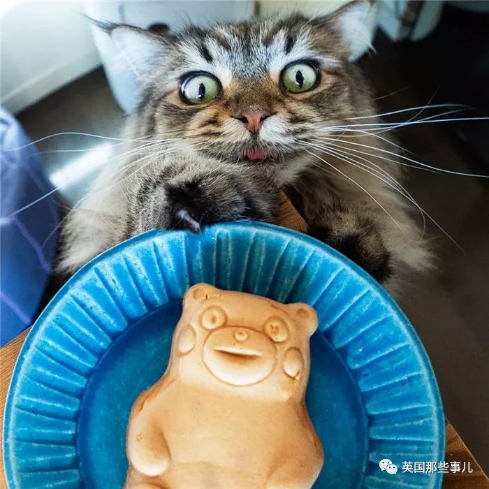 喵星人吃起来真香看的都想吃一口 (喂喵星人吃饭一副生无可恋的表情)