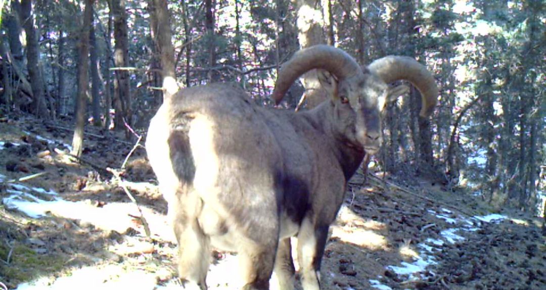 艺高胆大的动物是什么,艺高胆大什么生肖动物