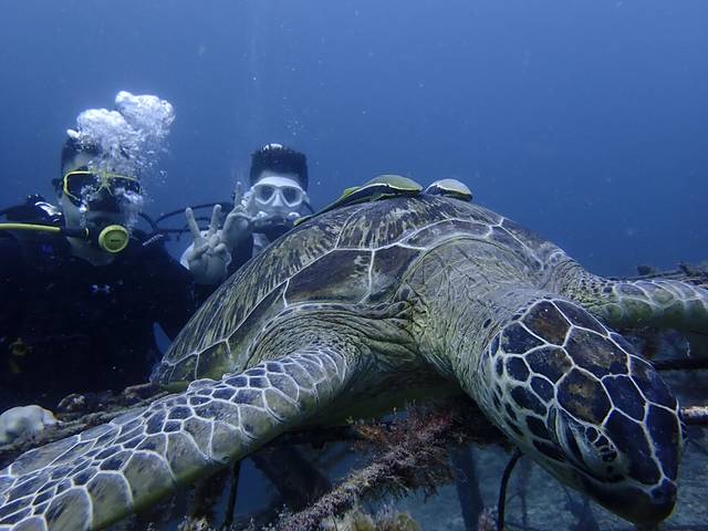 仙本那白珍珠度假村攻略,仙本那度假村深度体验