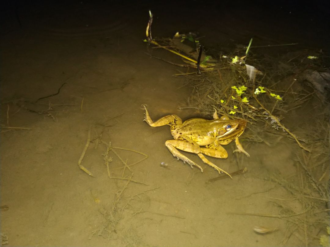 会弹琴的鱼,弹琴蛙图片