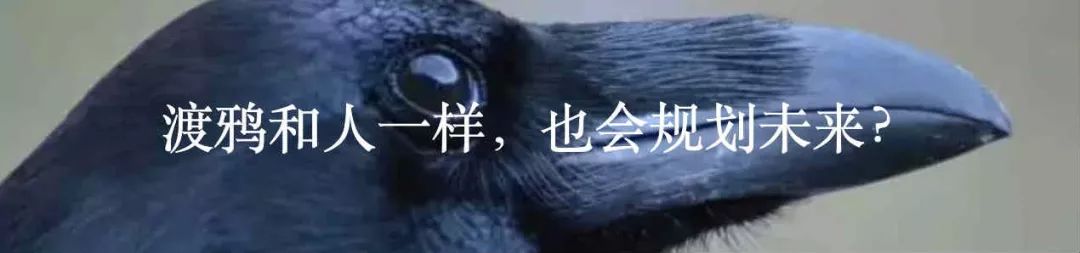 通过鸡来获得的优越感