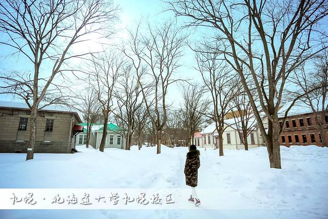 北海道冬季自由行游记,北海道情书