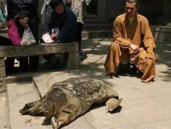 趣读丨旧时苏州人「养宠物」极简史，不只是吸猫遛狗