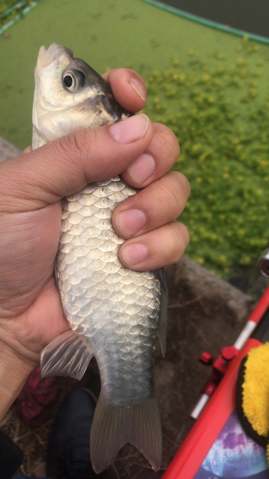 野钓垂钓实录,野钓钓鱼视频实战