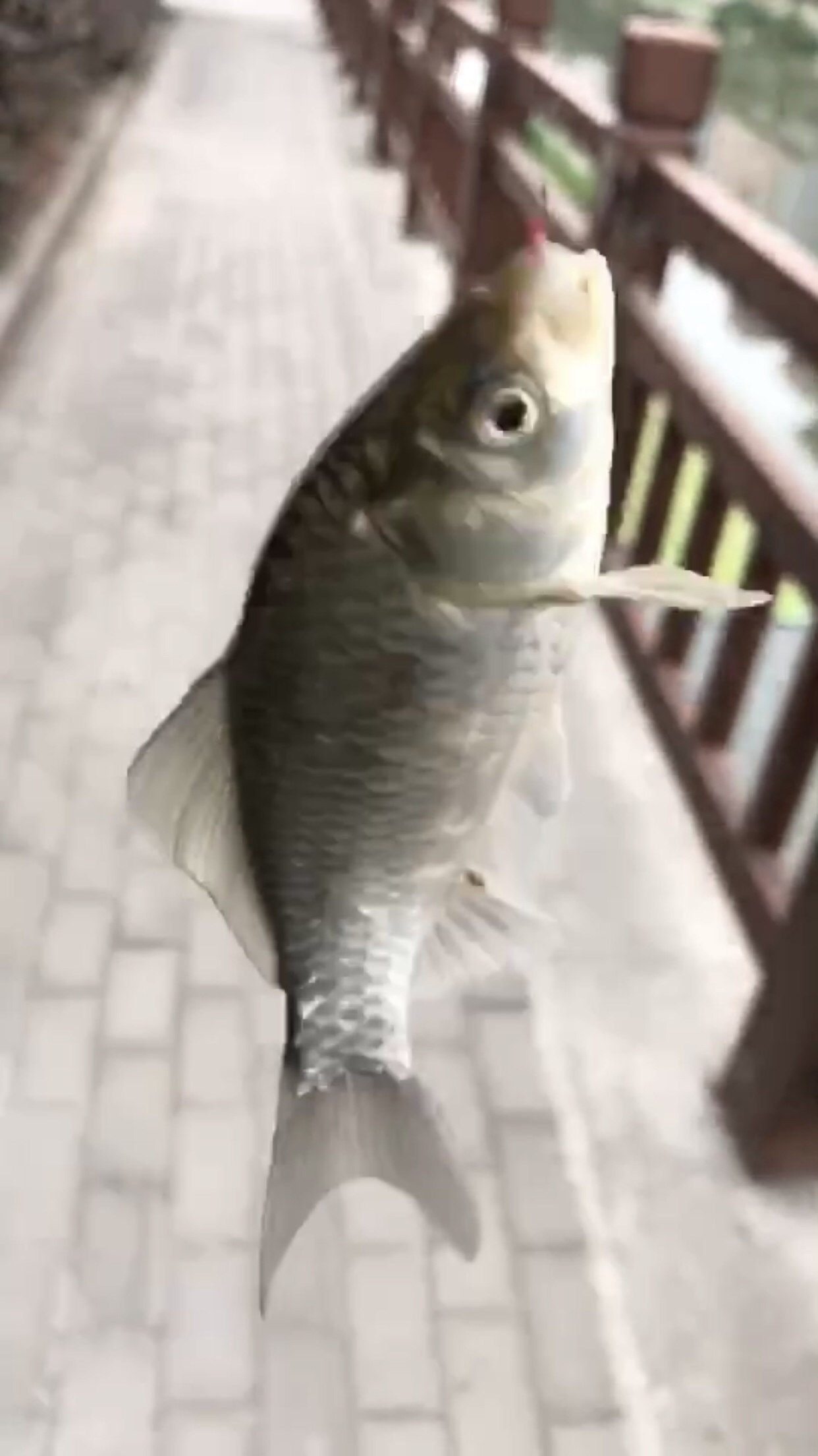 野钓垂钓实录,野钓钓鱼视频实战