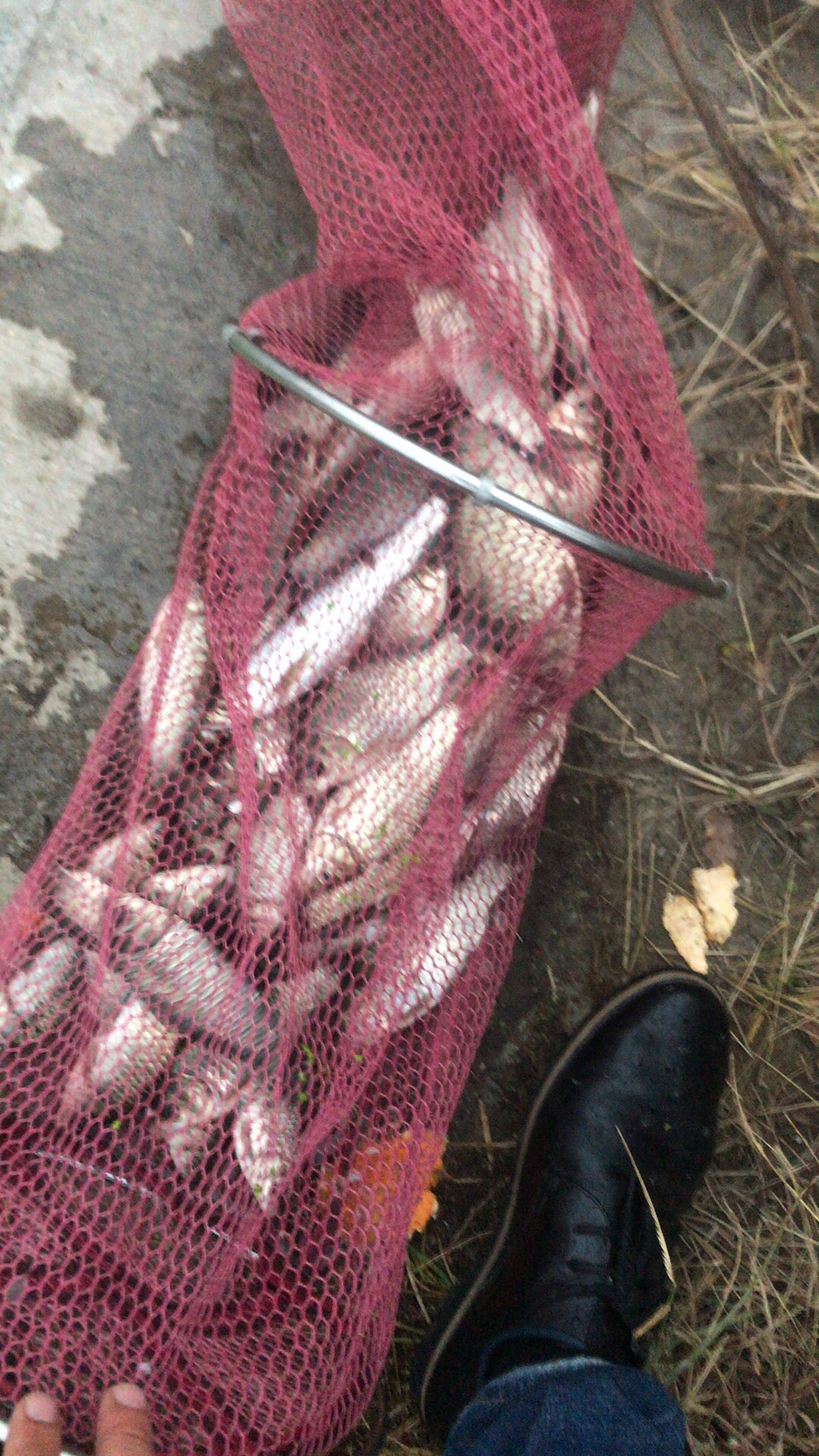 野钓垂钓实录,野钓钓鱼视频实战