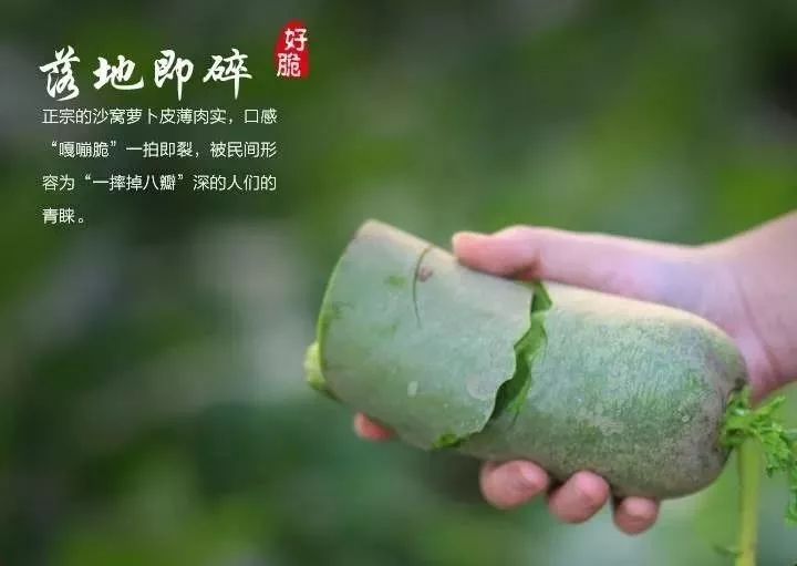 天津沙窝萝卜真的甜吗,天津沙窝萝卜最佳食用季节