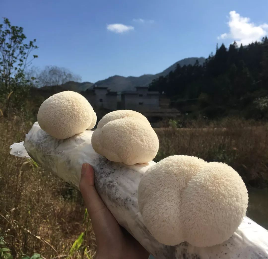 三种日常小食材养胃良方,吃什么零食养胃又治胃病