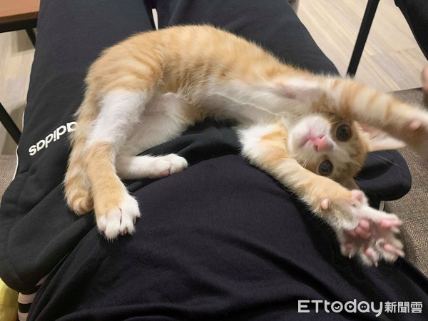 主子触发喵电感应哈气一整晚　对到眼秒大骂