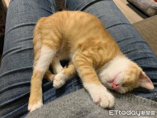 主子触发喵电感应哈气一整晚　对到眼秒大骂