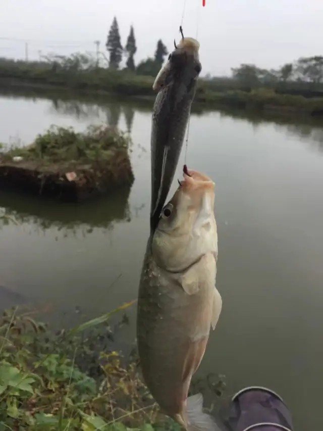 钓鲫鱼鱼竿竿稍是软还是硬好,如何选鲫鱼鱼竿最好视频