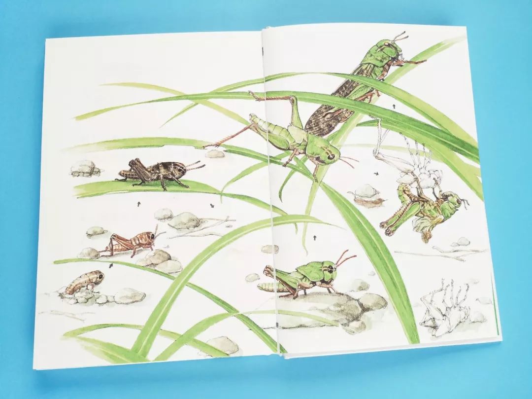 成长必读法布尔昆虫记,法布尔昆虫记书分享