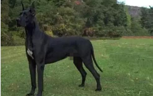 十大巨型犬种,10种大型犬