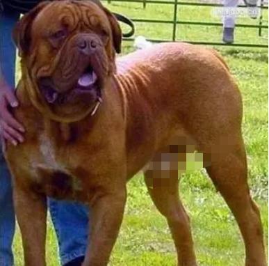 有哪些巨型犬有优点没缺点,世界最猛的巨型犬十大排名