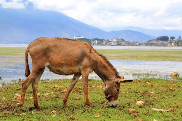 泸沽湖虎跳峡香格里拉怎么坐车,丽江香格里拉泸沽湖虎跳峡