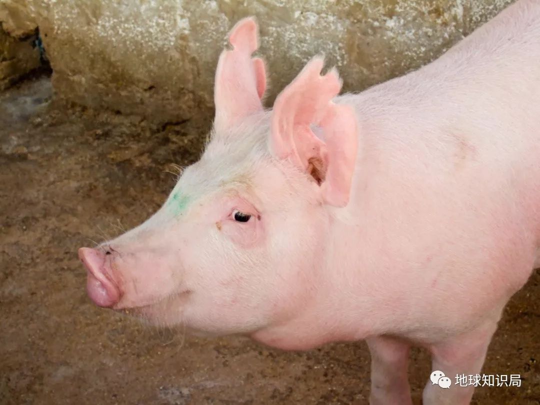 我们常吃的猪都是从哪儿来演化的,猪是从哪里来的