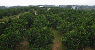 信丰脐橙和赣南脐橙,信丰脐橙第一橙