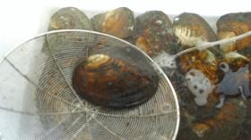 鲜活蚌珍珠探店,珍蚌开蚌珍珠diy体验馆从化