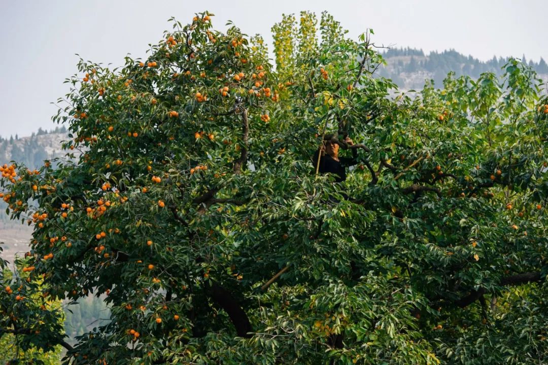 补货啦！柿饼界的小花旦，果冻Q心