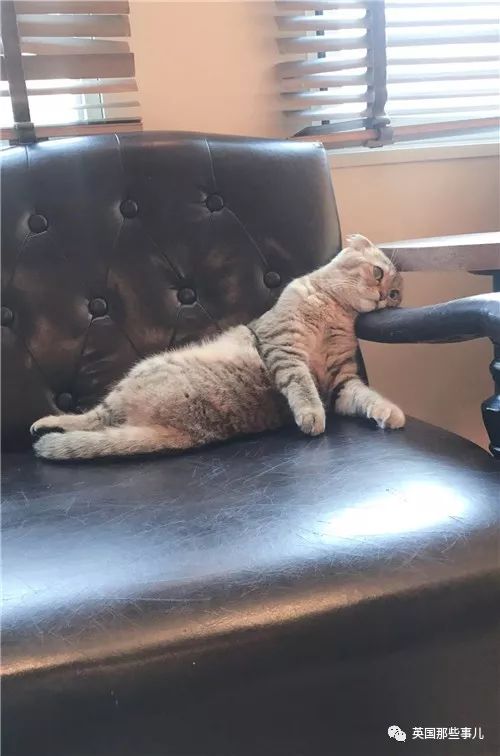 喵星人的日常图片大全,最好看的喵星人图片