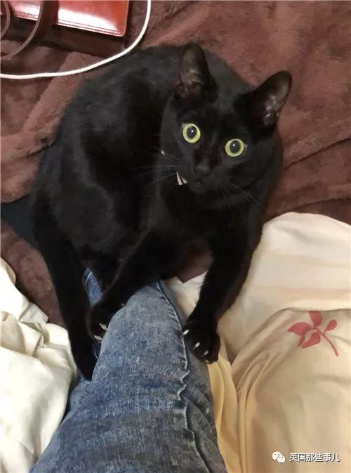 喵星人的日常图片大全,最好看的喵星人图片