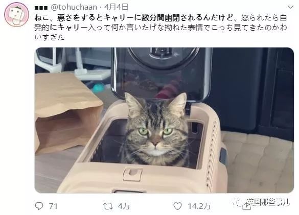 喵星人的日常图片大全,最好看的喵星人图片