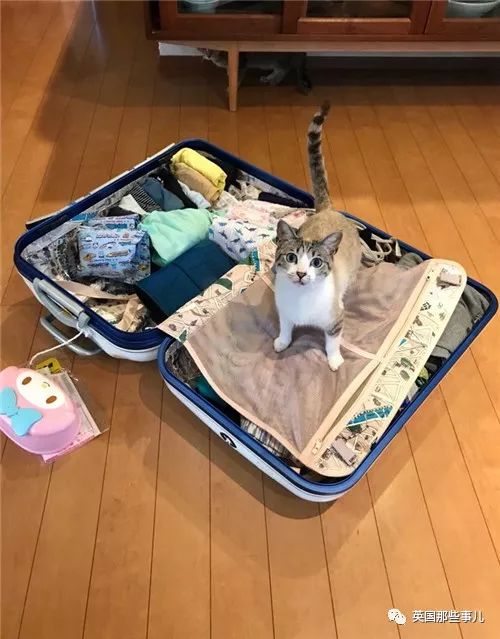 喵星人的日常图片大全,最好看的喵星人图片