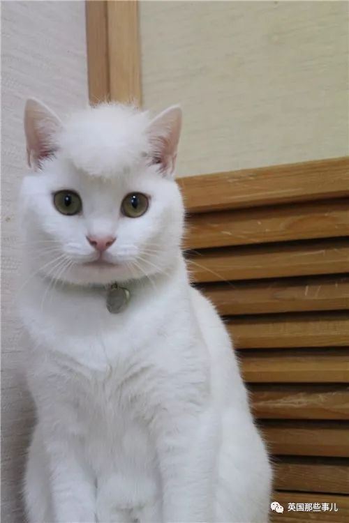 盘点喵星人的高光时刻,最好看的喵星人图片