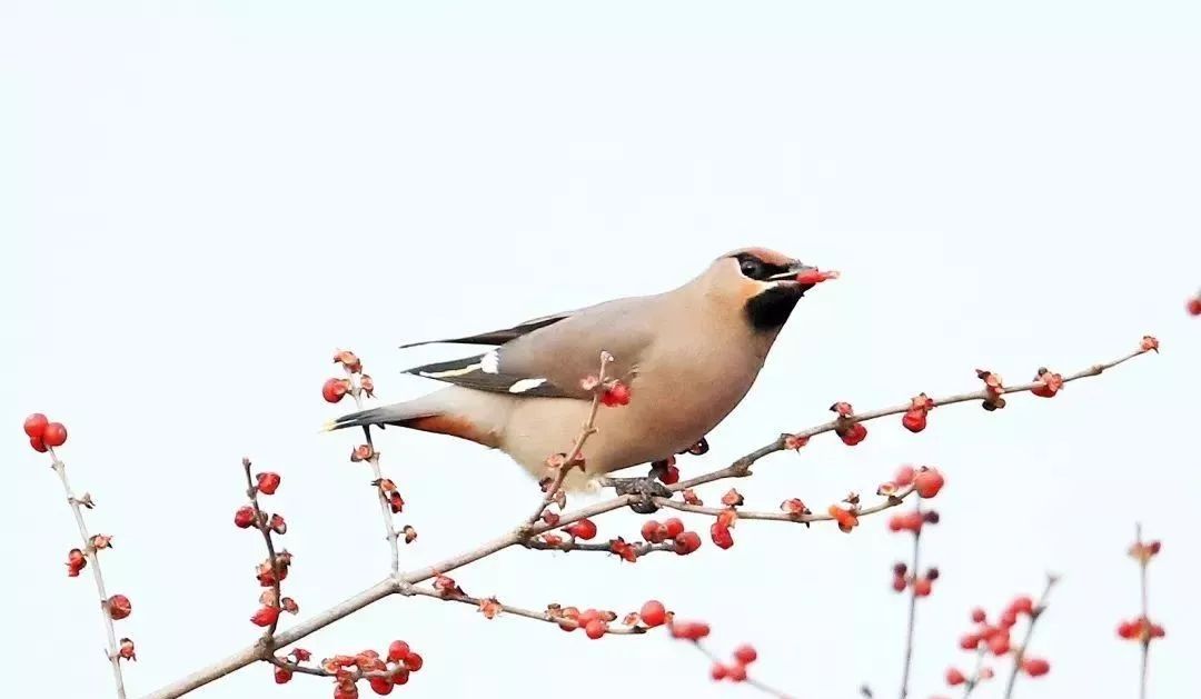 瞒不住了！昌平天空划过一群“小精灵”！可爱的那种！