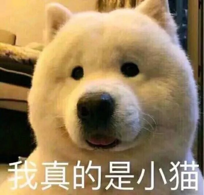 主人晚上不睡觉狗狗会困吗,狗狗睡了一整天还困正常吗